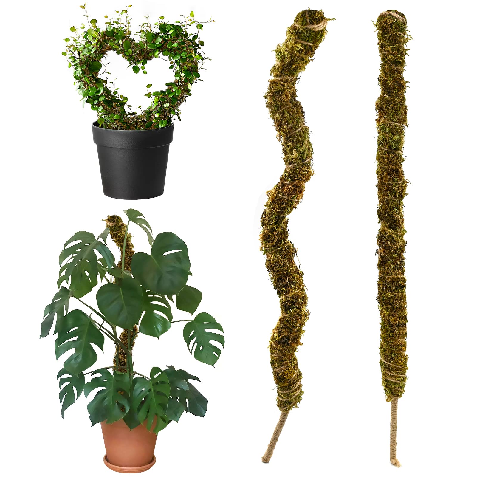 Buy 2 Pack Bendable Moss Poles for Cheese Climbing Plants Monstera