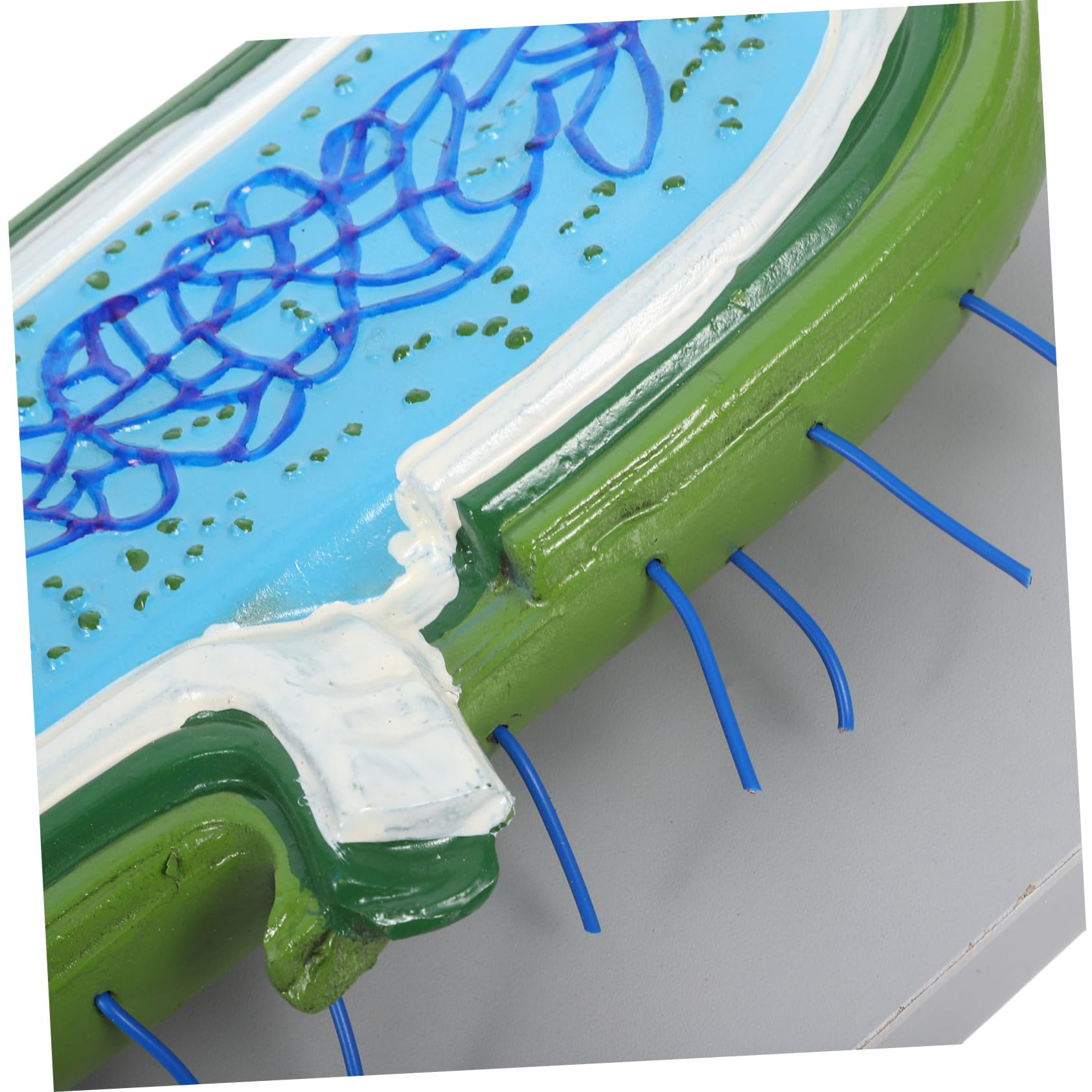 Detailliertes Zellkernmodell mit Realistischen Organellen Robustes Wissenschaftsmodell für Biologieunterricht Interaktives Lehrmittel für Schüler und Klassenzimmer Demonstrationen