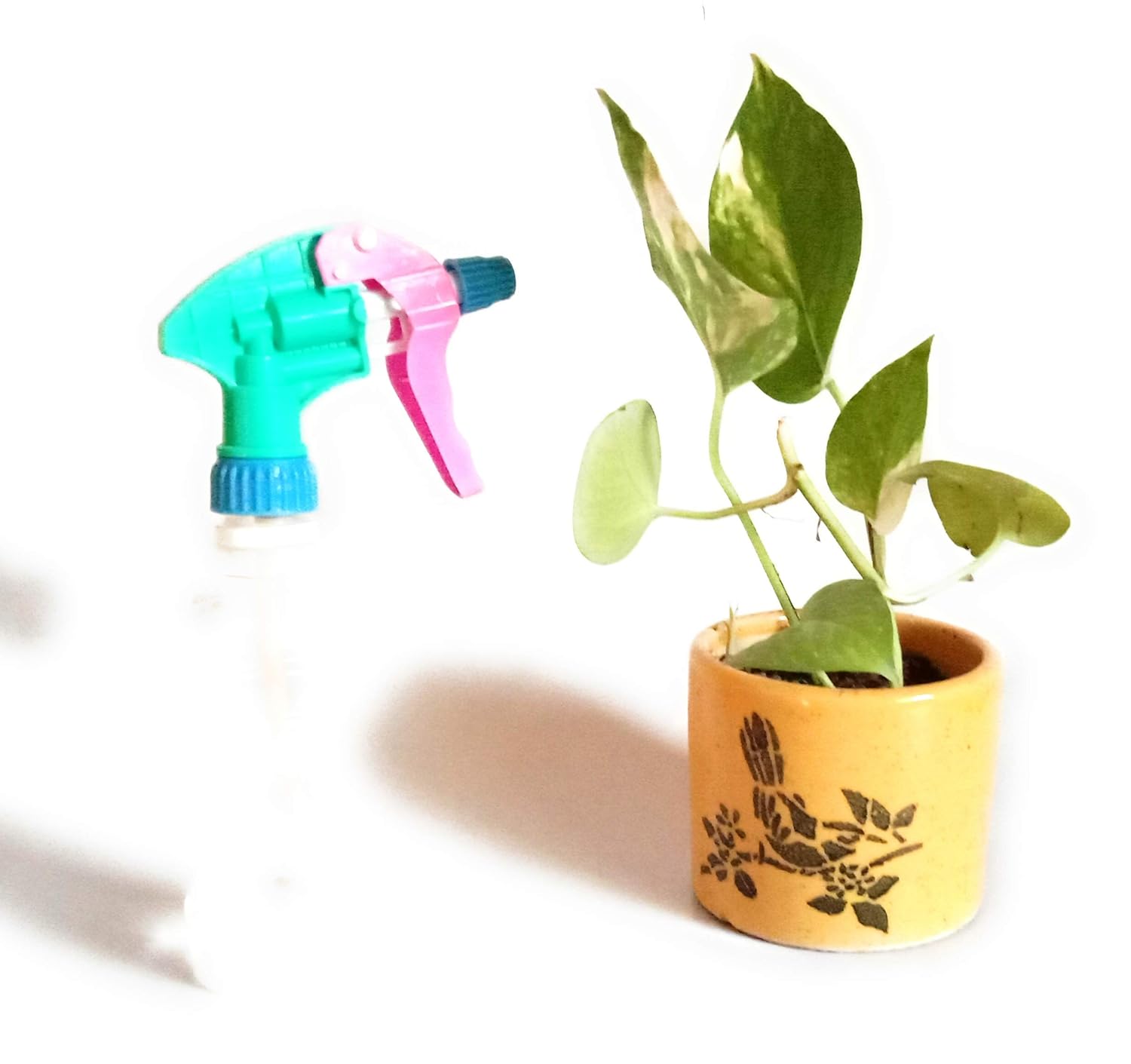 Live Money Plant with Ceramic Pot and Water Sprinkler Amazon.in