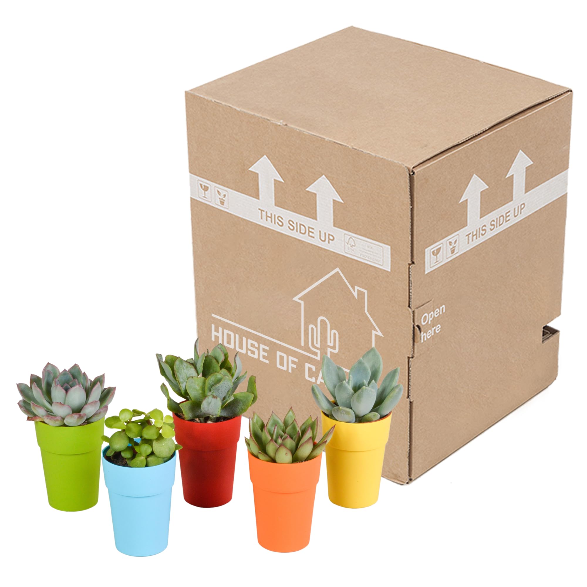 Mix Piante Grasse, Vaso in Plastica, da Interno, Set da 5, 5.5 cm