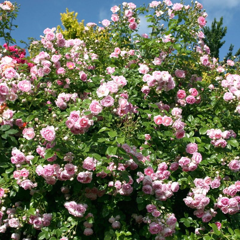 Kletterrose „Jasmina" (Premium) - violett-rosa blühende Topfrose im 6 L Topf - frisch aus der Gärtnerei - Pflanzen-Kölle Gartenrose