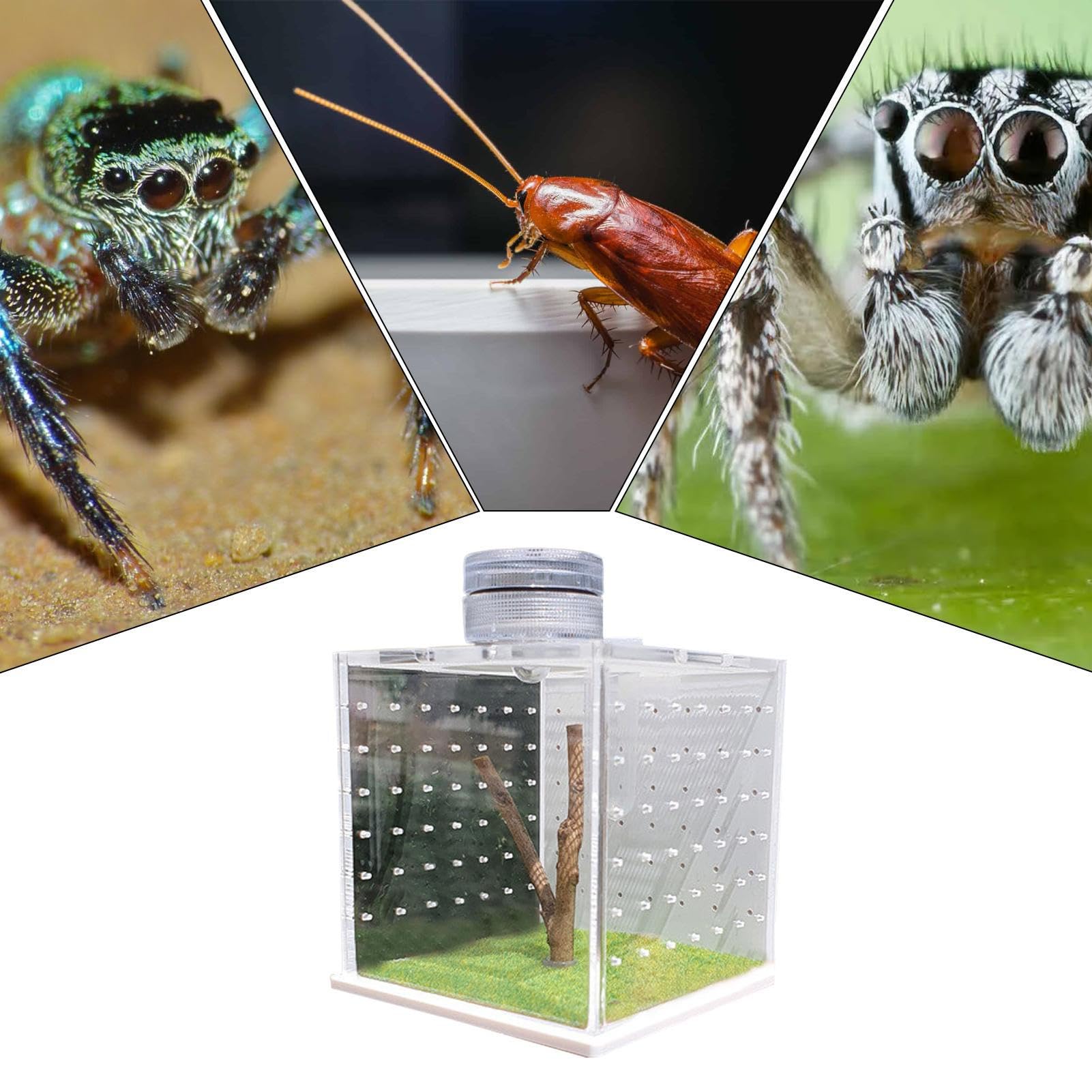Jumping Spider Enclosure - Reptile Terrarium │ Tarantula Case │ Acrylic Reptile Tank with Ventilation for Notches, Hermit Crabs, Small Pets and Amphibians, Transparent Habitat