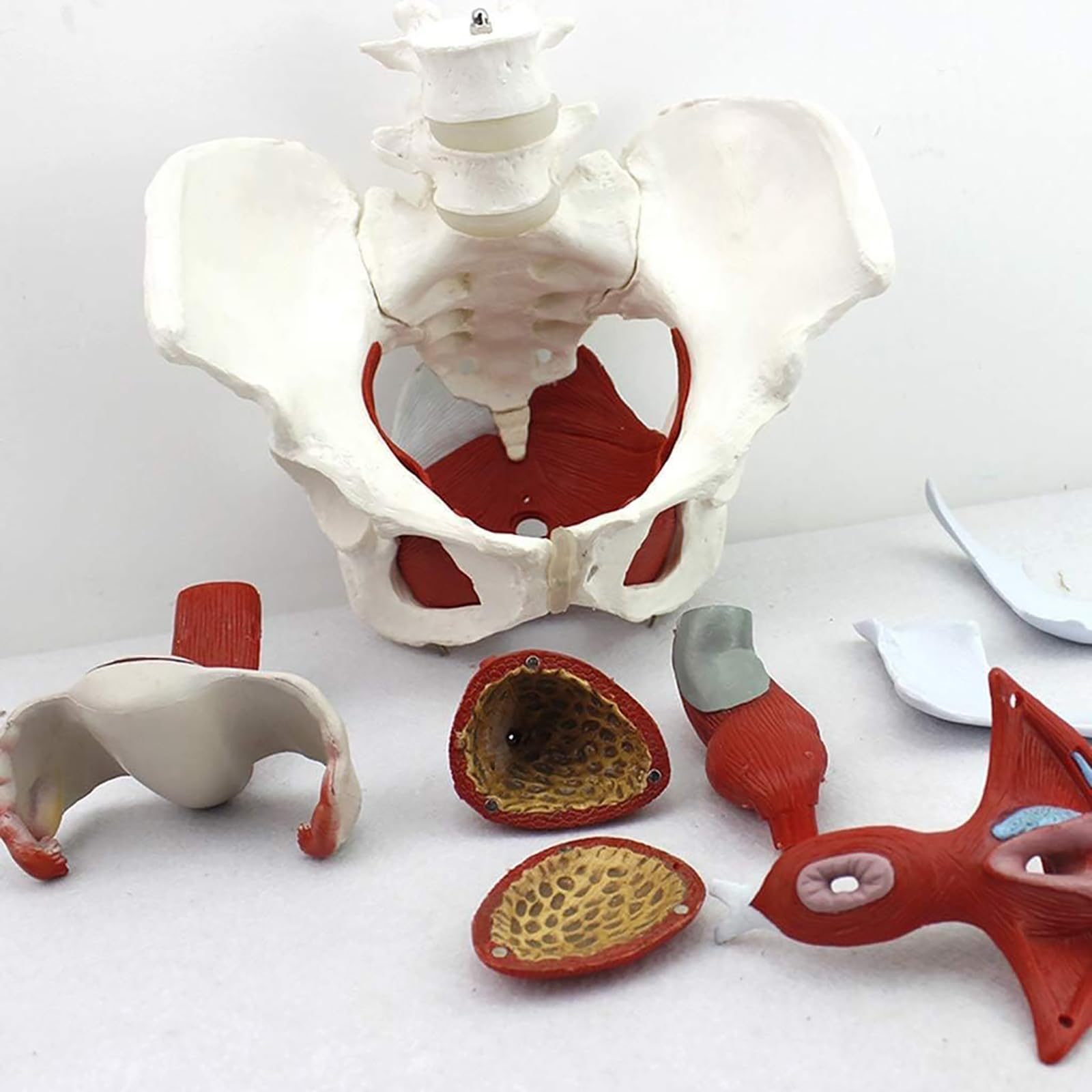 Model Mięśni Damskiej Gleby Miednicy, Zdejmowane Narządy Anatomicznych Zasobów Laboratoryjnych Gleby, Medyczna Anatomiczna Żeńska Miednica