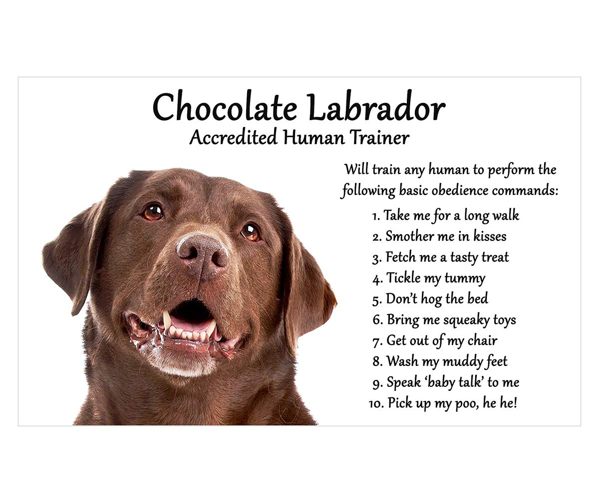 Fridge Magnets Chocolate Labrador Gift - Accredited Human Trainer Large Fun flexible size approx. 6" x4"