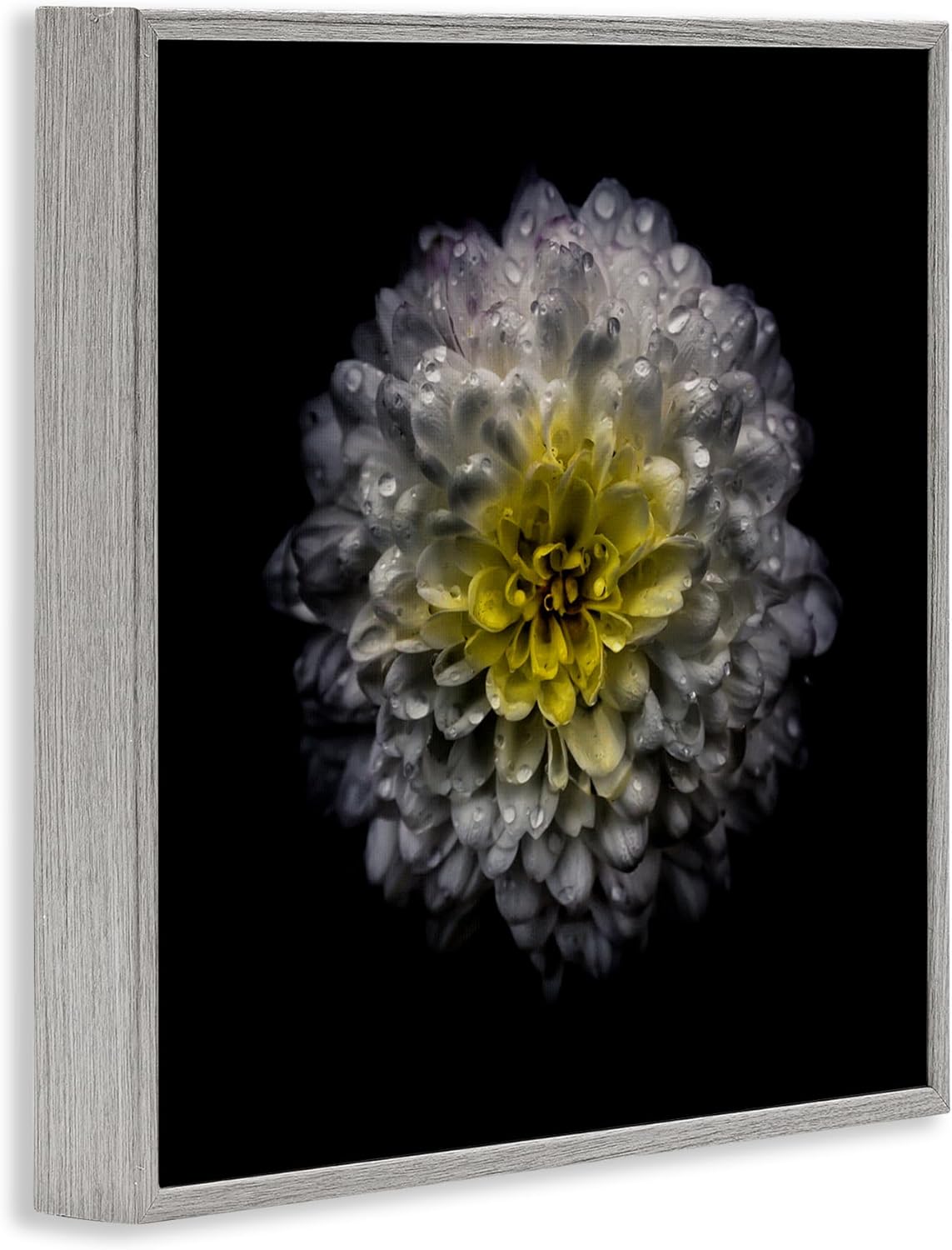 Stupell Industries White And Yellow Mum Gray Framed Giclee Art, design by Brian Carson Photography, 12 x 12