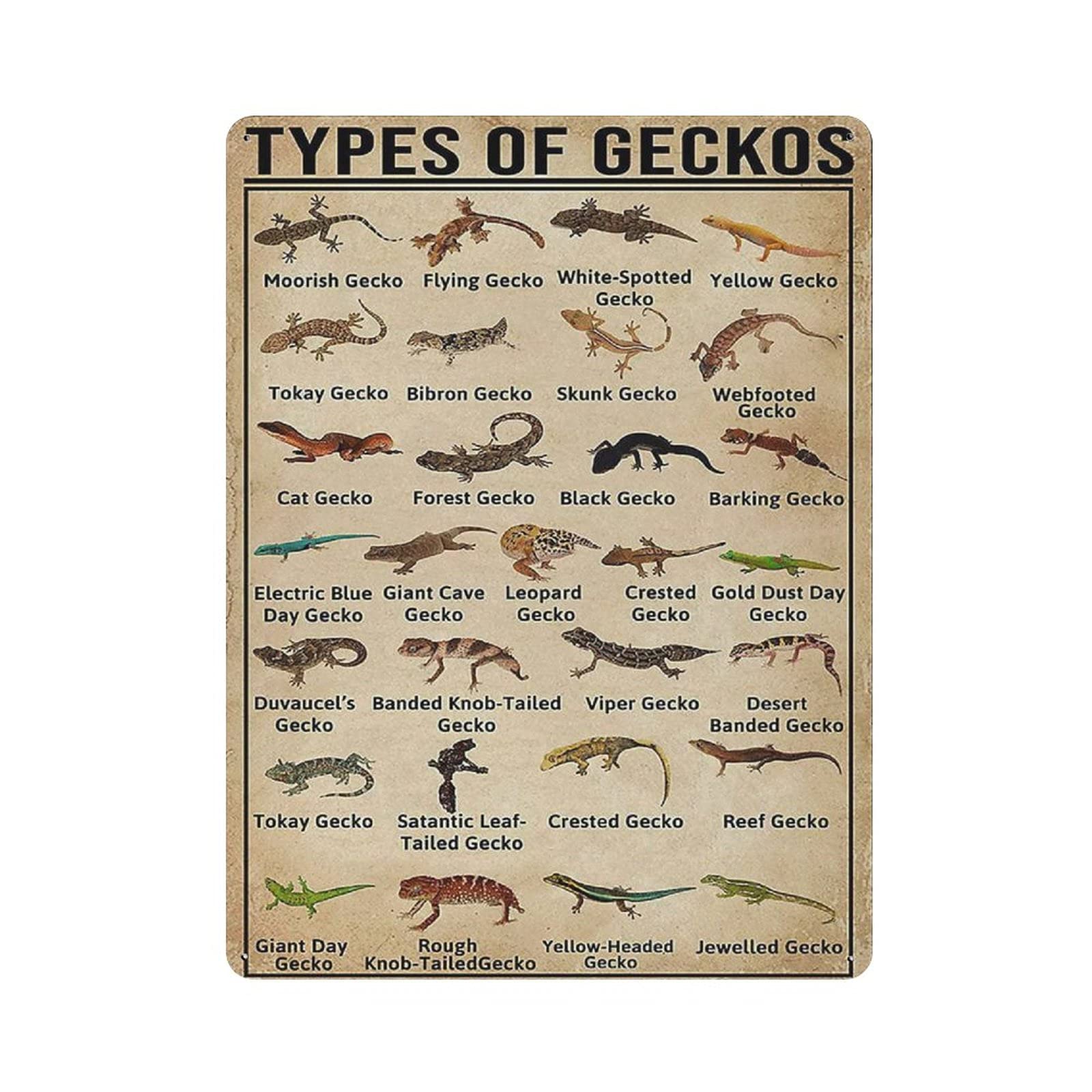 Types of Geckos Knowledge Tin Sign Metal Plaque Art Hanging Iron Painting Retro Home Kitchen Garden Garage Wall Decor 16"x12"