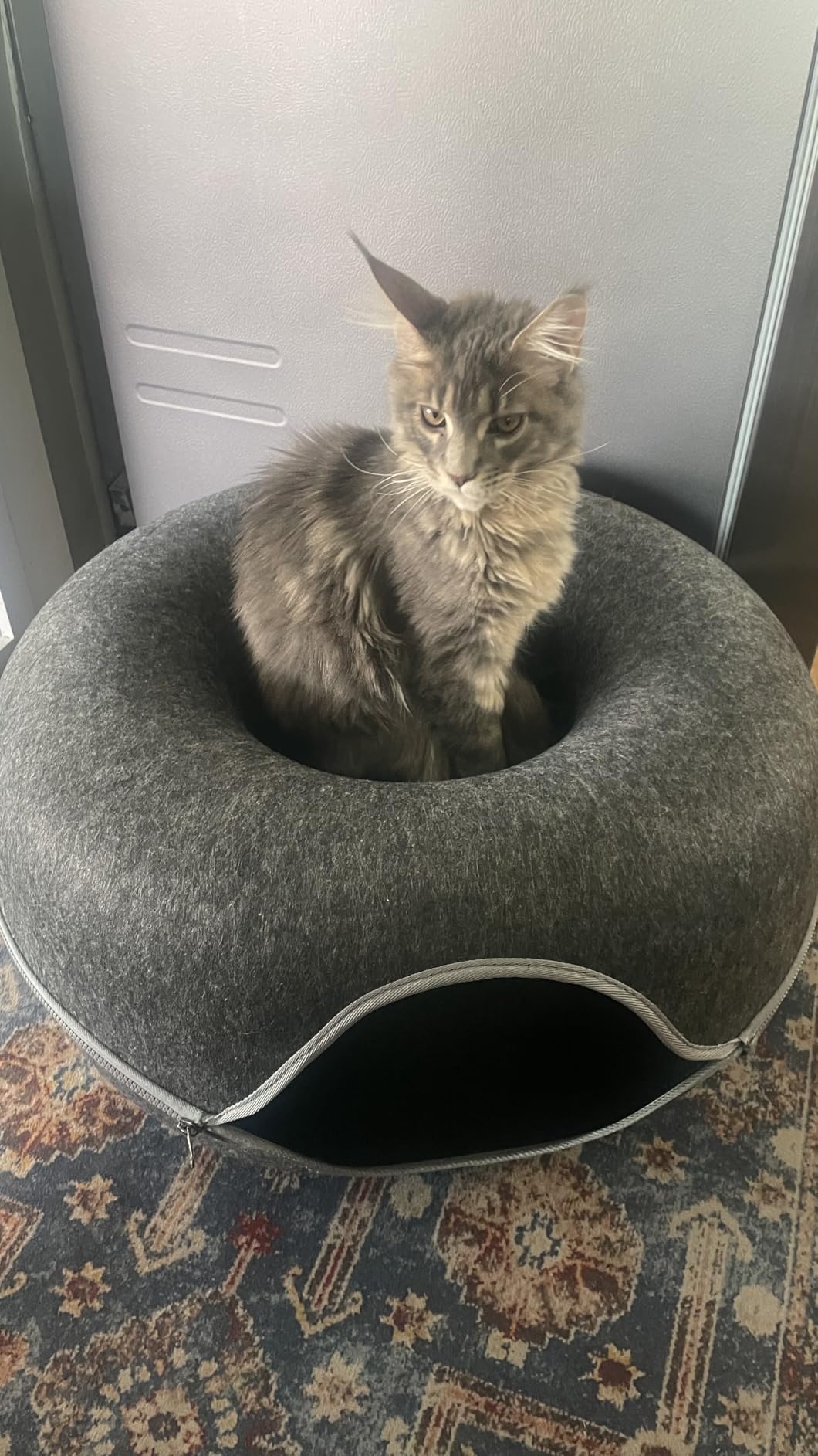 Large Cat Tunnel Bed for Indoor Cats with 3 Toys, Scratch Resistant Donut Cat Bed, Up to 30 Lbs (L 24x24x11, Dark Grey) photo review