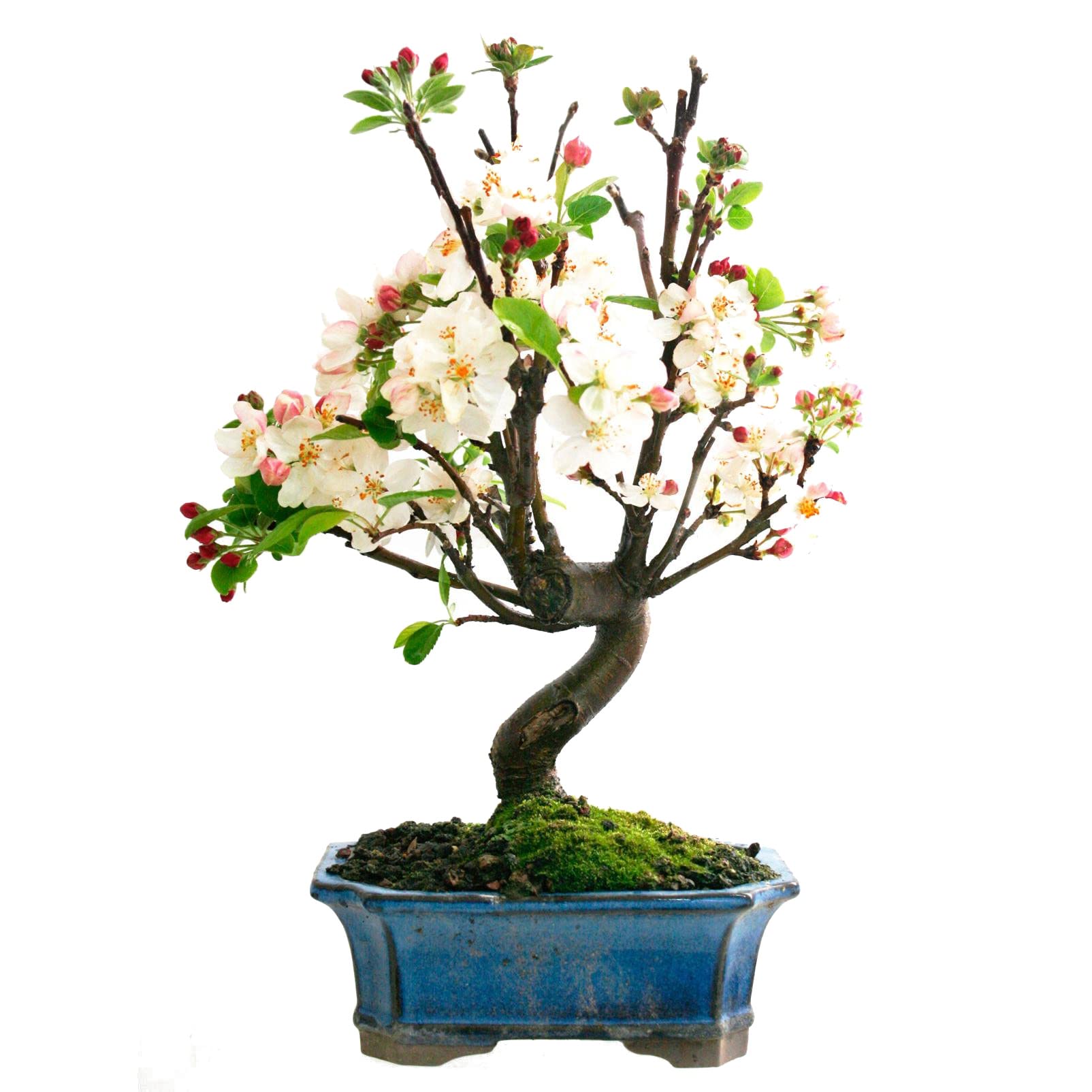 Bonsái Malus Planta Natural para Exterior e Interior Bonsái Manzano de Calidad Genera Frutos en Temporada