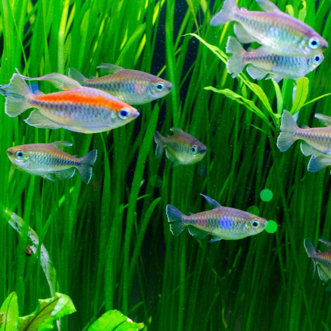Congo Tetra Juveniles (Pack of 4 Fish) - Live Fish for Aquarium Exotic Freshwater Live Fish, Live Aquarium Fish, Live Fish, Live Freshwater Fish Freshwater Fish