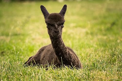 Miniatura 5 de Warrior Alpaca Socks - Todo el día - Todos los días - Forro de rizo - Acolchado - Calcetines multiusos - Unisex