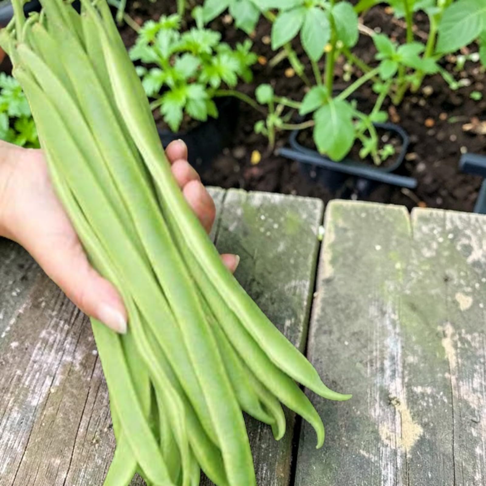 Carbeth Plants Runner Bean Vegetable Plant 6 Pack - Garden Ready Easy to Grow Veg Plants - Ideal for Kitchen Garden, Pots, Containers & Raised Beds (1, Moonlight)