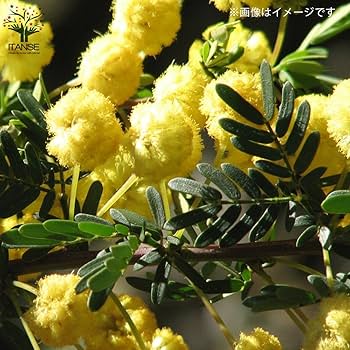 ①新品種アカシア「ゴールドチップ」7号鉢140cm大株 新品種アカシア「ゴールドチップ」7号鉢140cm大株 Amazon.co.jp