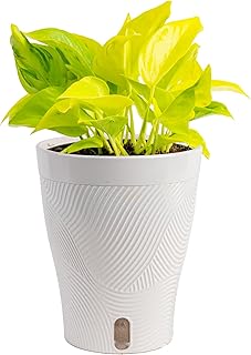 Costa Farms Champs Elysses Pothos Live Plant in Self Watering Pot, Indoo...