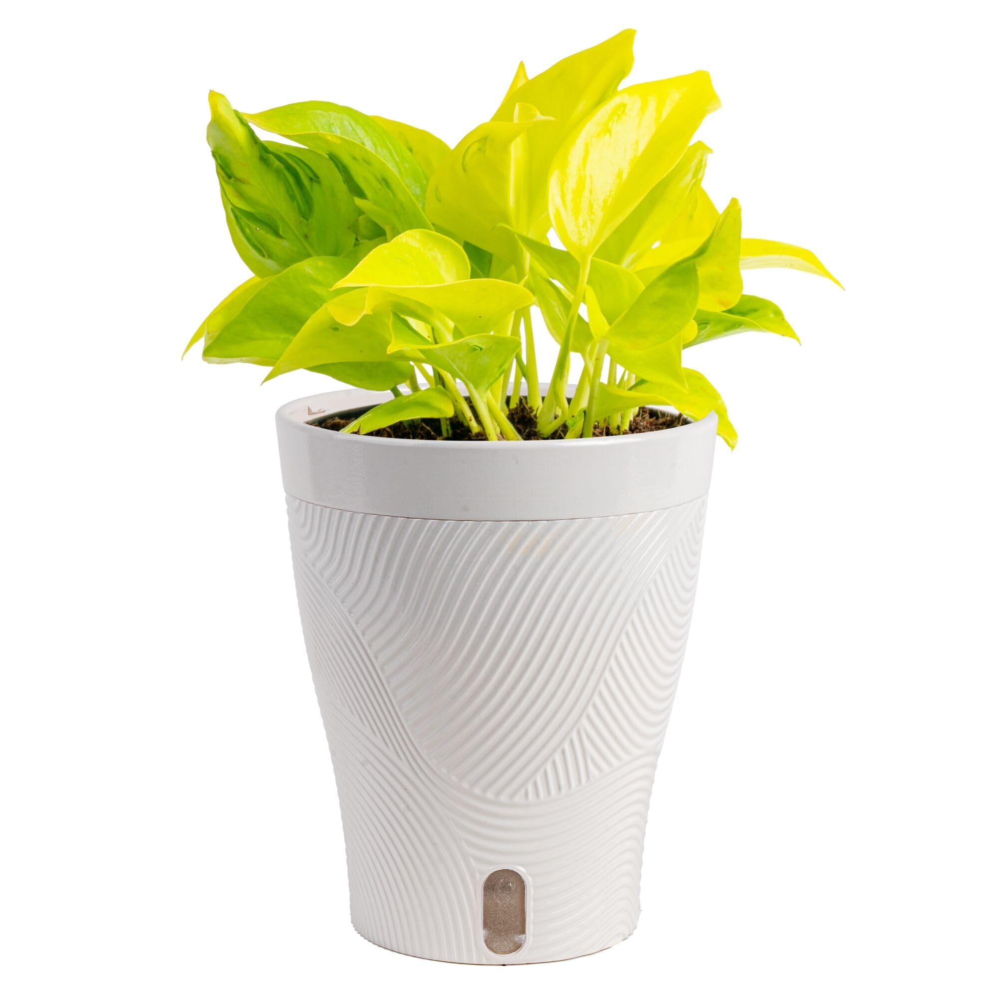 Costa Farms Champs Élysées Pothos