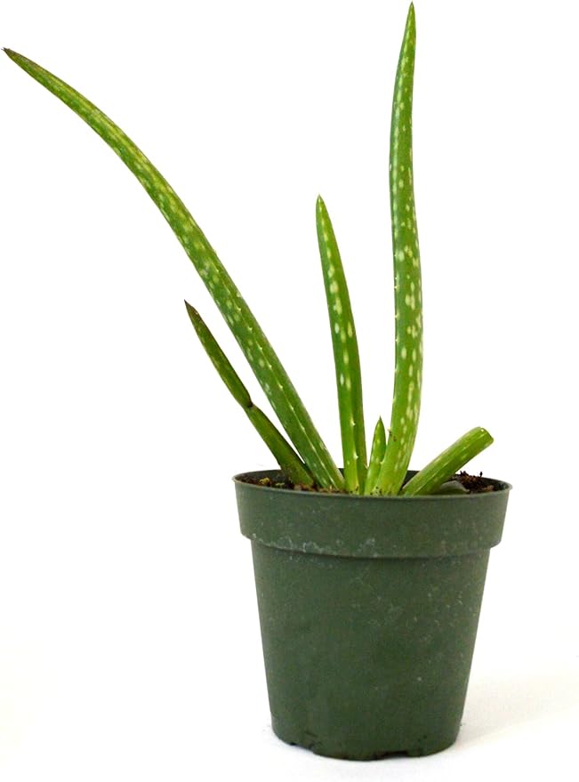 Aloe Vera Plant Amazon.co.uk Garden
