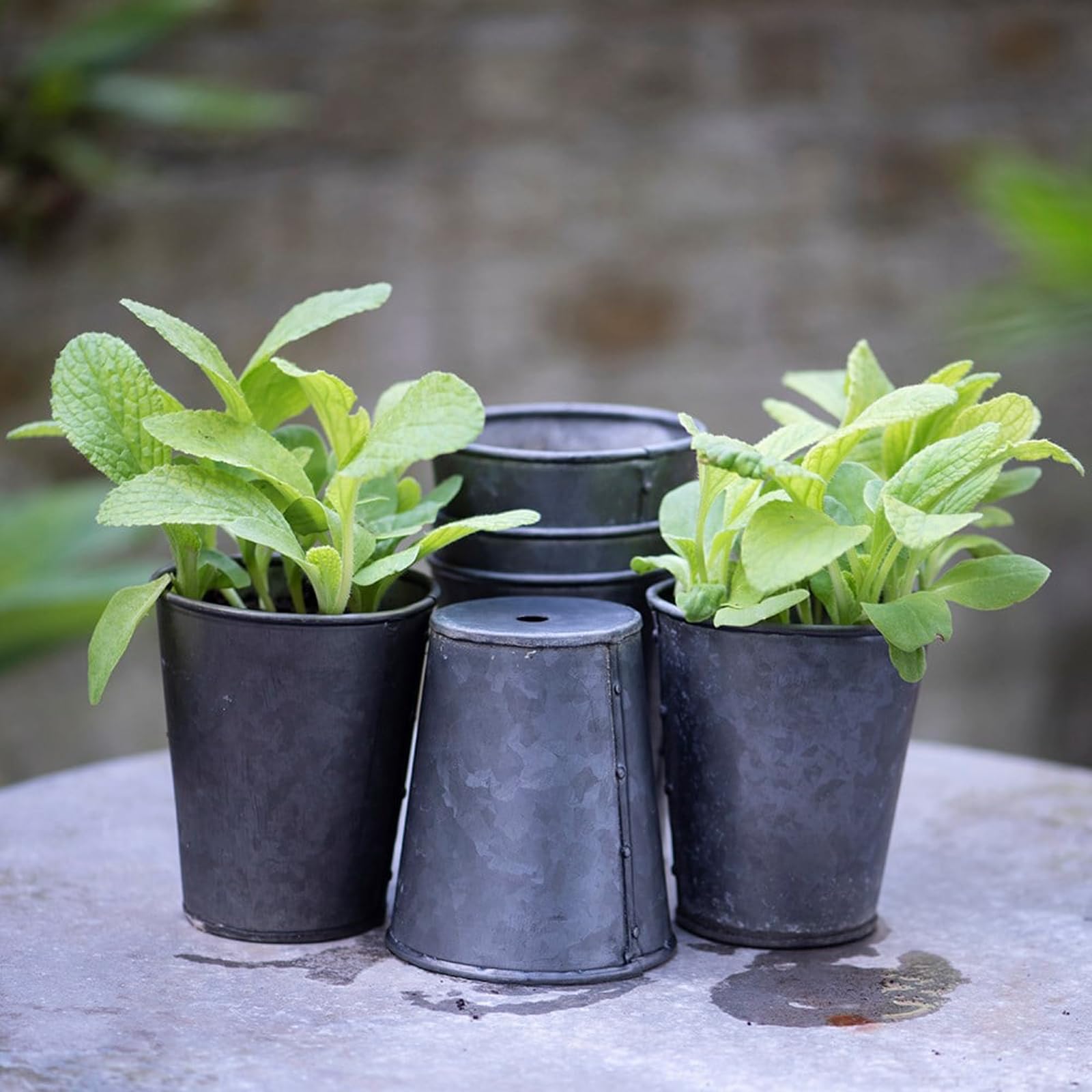 Crocus Grey Collection Set Of 6 Metal Planter Flower Pots Dark Zinc Galvanised With Drainage Holes