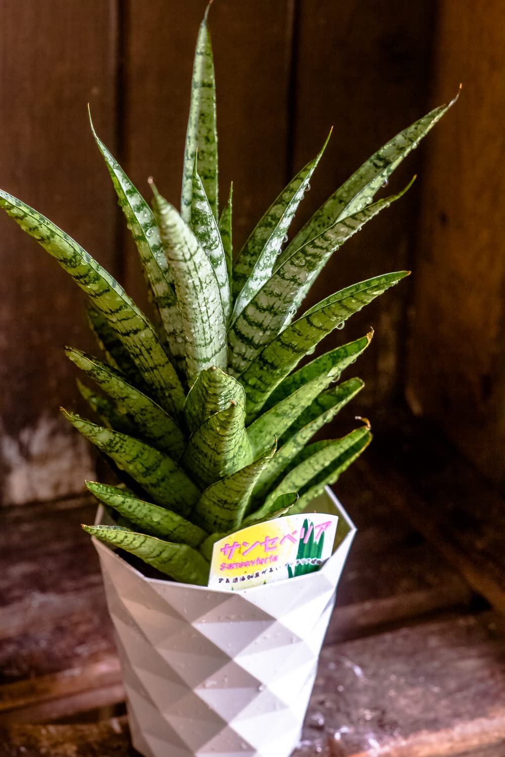Amazon｜観葉植物 サンスベリア 鉢植え 【空気清浄効果】 鉢花