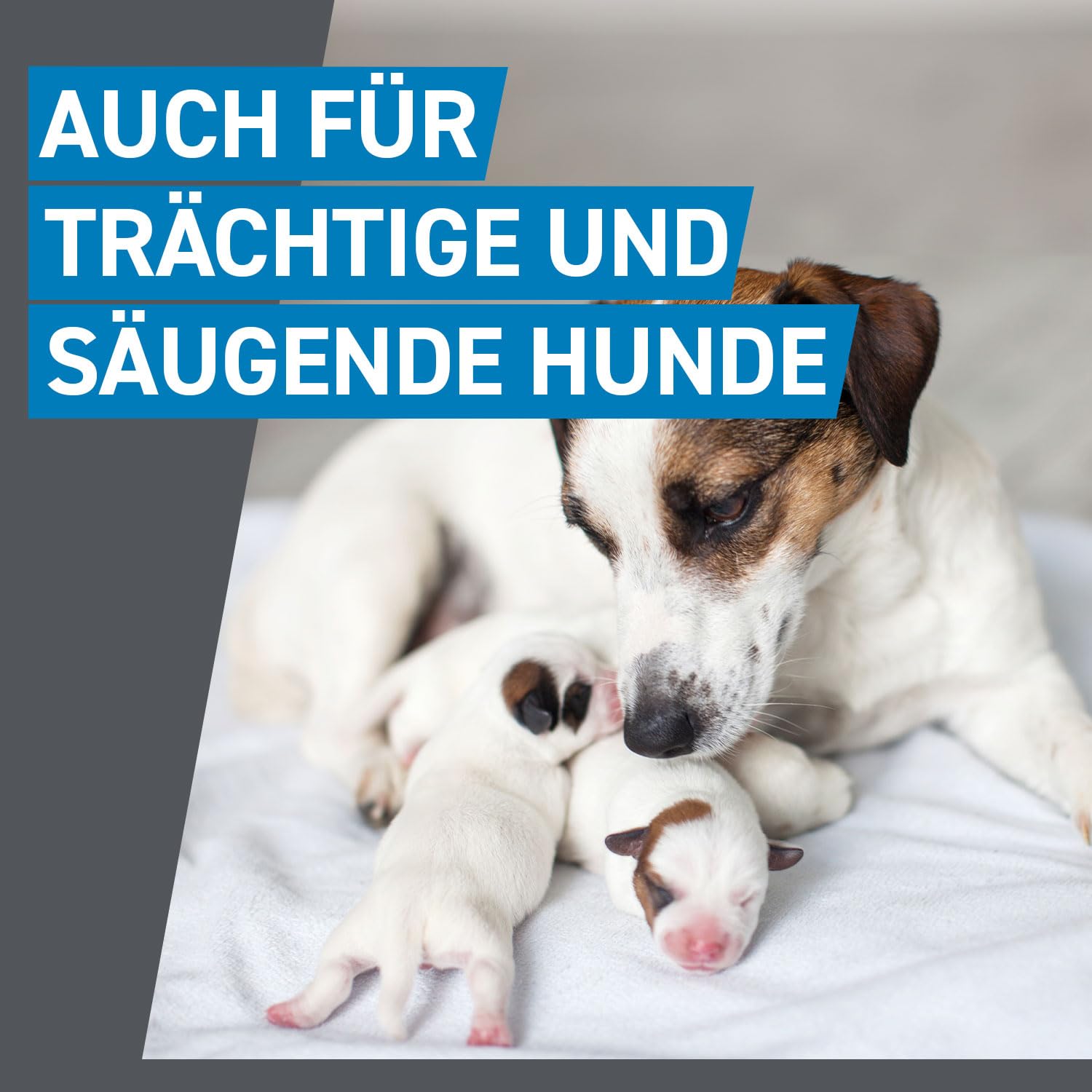 FRONTLINE Spot ON Hund L gegen Zecken, Flöhe & Haarlinge (20 bis 40 kg) | 6+3 Pipetten (2er Pack) für bis zu 9 Monate Schutz - einfache Anwendung, gute Verträglichkeit - wasserfest - für große Hunde