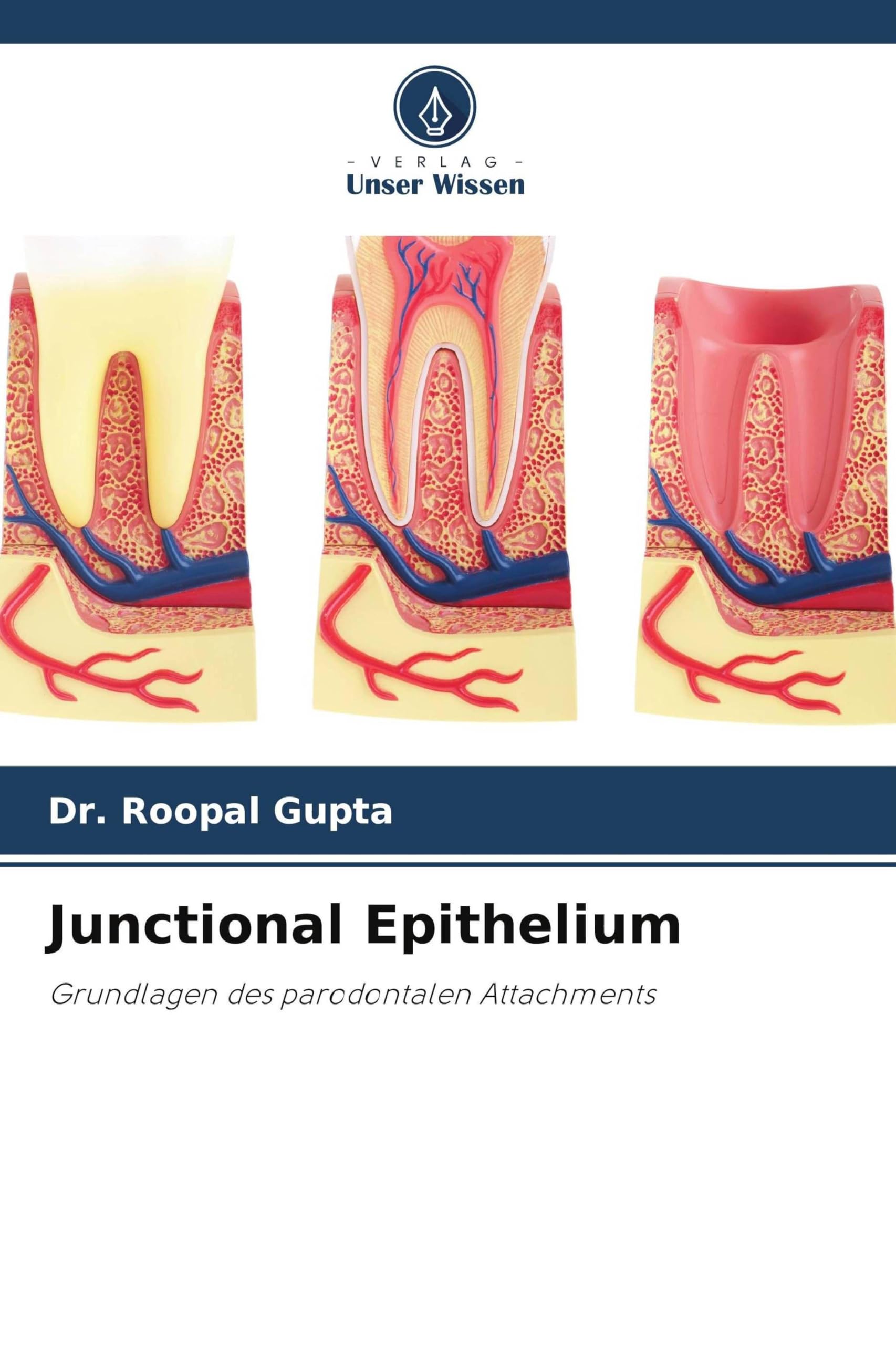 Junctional Epithelium: Grundlagen des parodontalen Attachments