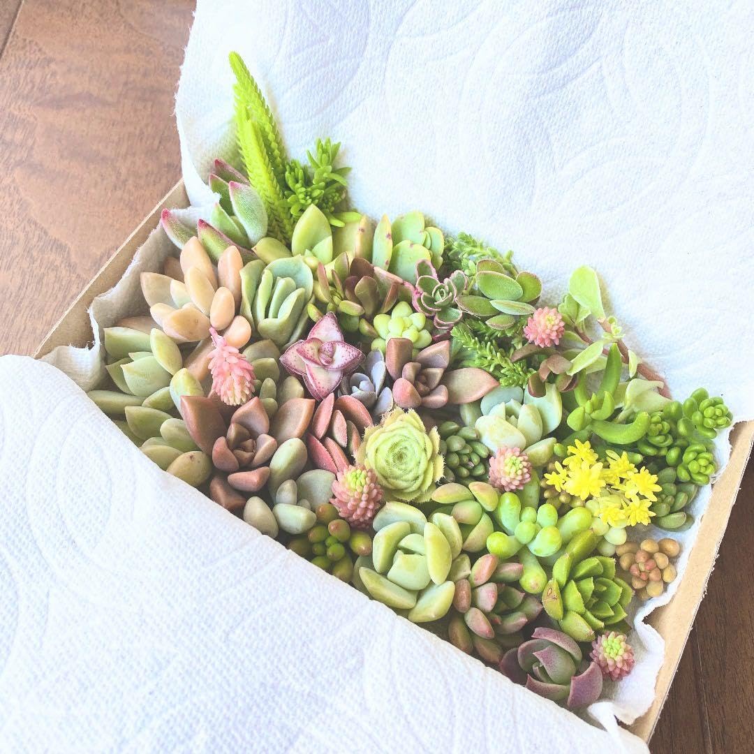 Amazon｜多肉植物 カット苗 ミックス 箱いっぱい お楽しみセット｜観葉