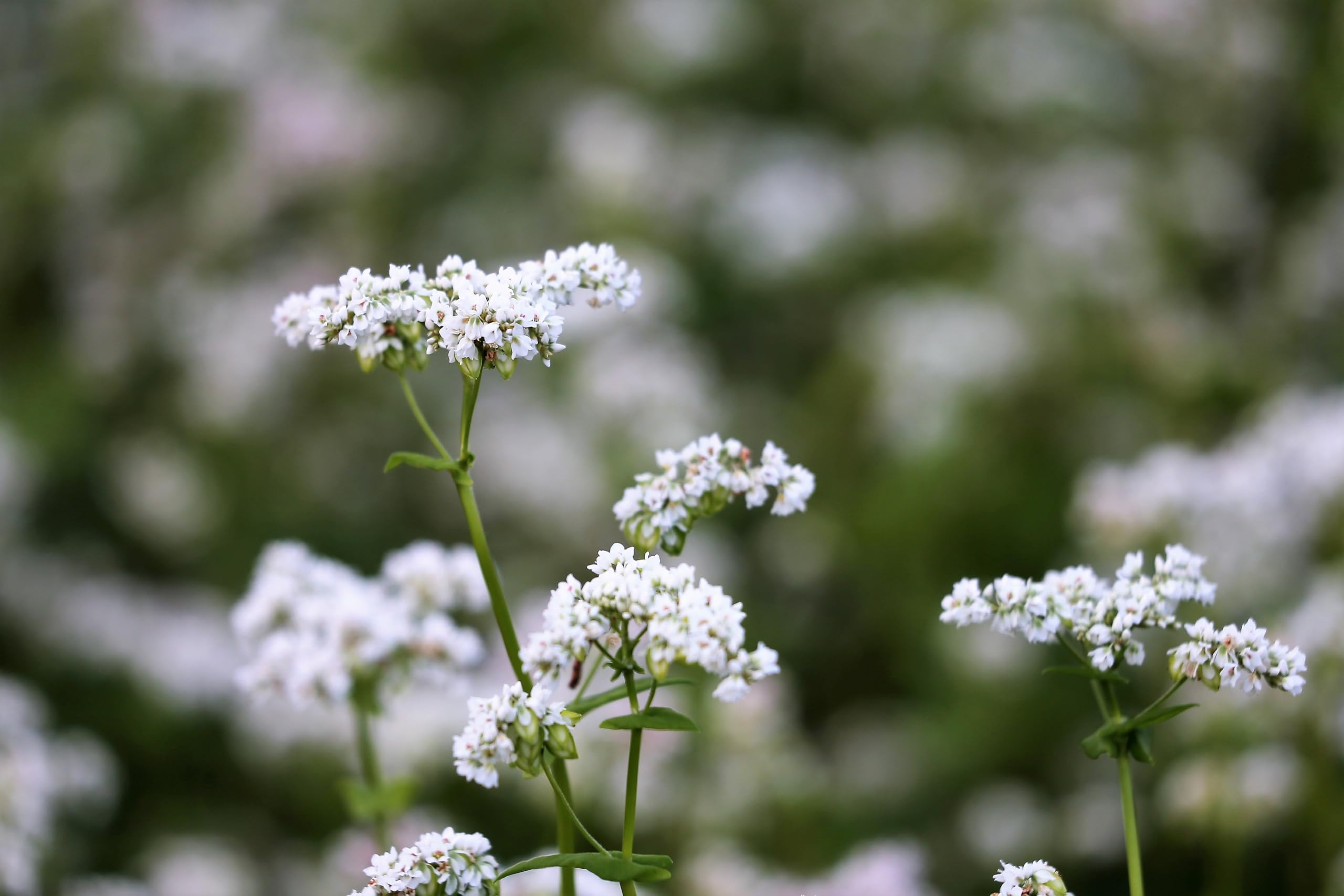Echter Buchweizen (Fagopyrum esculentum) Samen. Glutenfrei !! Superfood !! (20000 Samen = 600,0g)