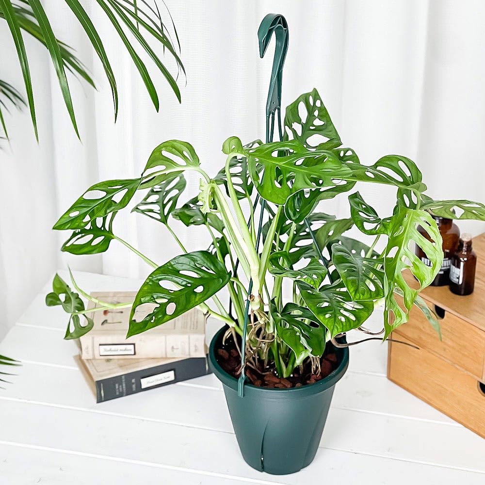 Amazon | PLANCHU 観葉植物 マドカズラ モンステラ フリードリヒスター