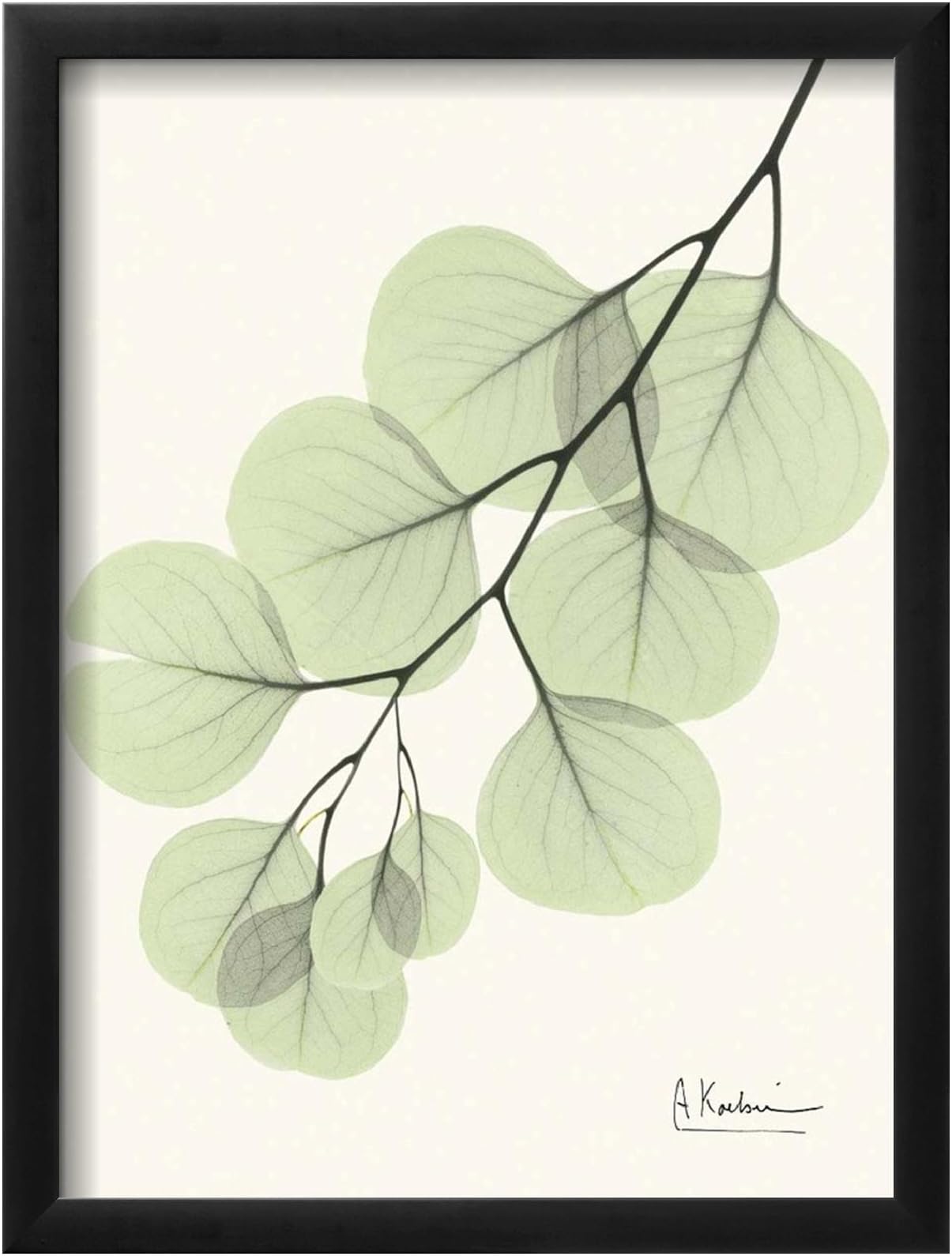 Casa Art Shop Albert Koetsier Cascading Eucalyptus