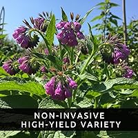 Vista 3 de Bocking 14 esquejes de raíz de consuelda para crecer, muchos usos, flores bonitas, esquejes sin raíz, crecen fácilmente (6 esquejes)