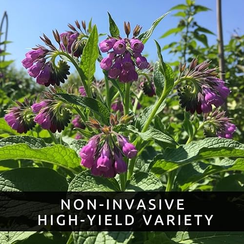 Miniatura 3 de Bocking 14 esquejes de raíz de consuelda para crecer, muchos usos, flores bonitas, esquejes sin raíz, crecen fácilmente (6 esquejes)