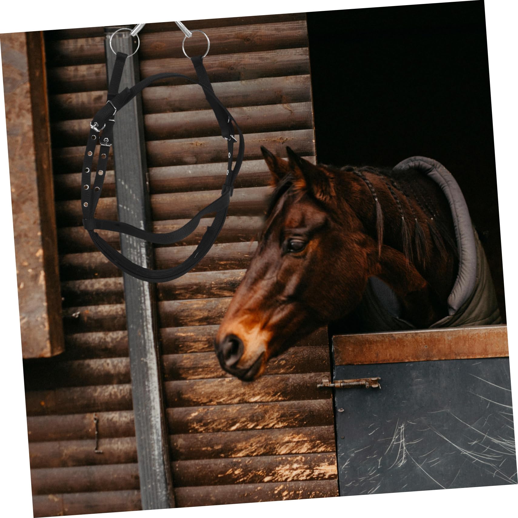 Cavezza Cavallo in Nylon Nero, Comoda, per Cavalli Piccoli | Addestramento e Equitazione, Design No-bite, per Cavallo Giovane, Uso Rider