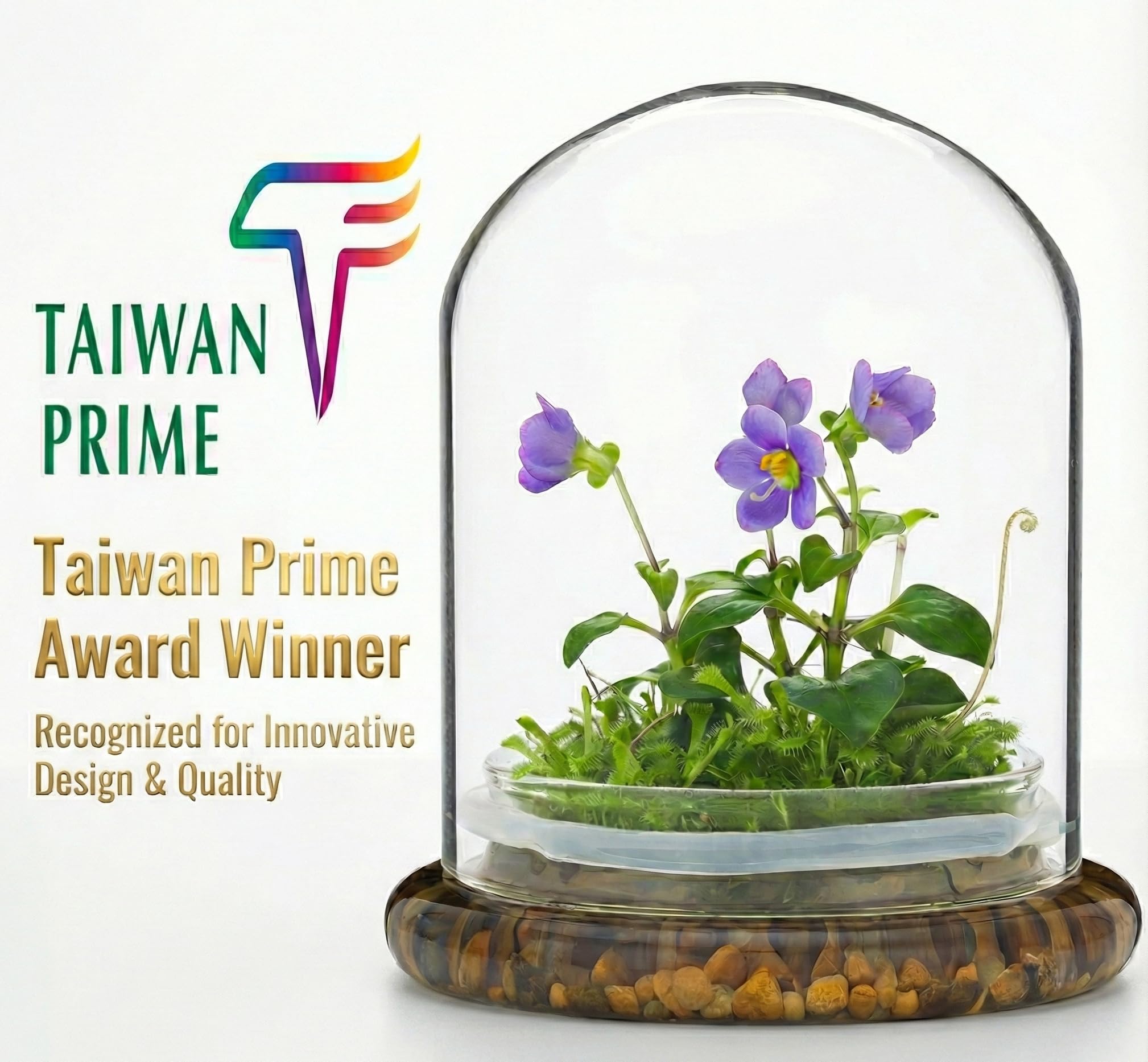 Amazon.com: Award Winning: Persian Violet with Sundew Moss - Live