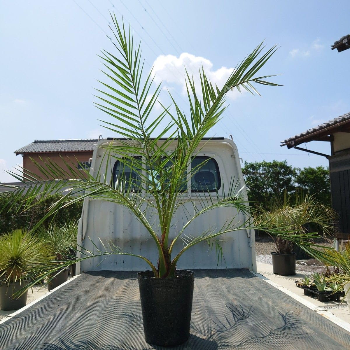 カナリーヤシ《H＝約95㎝・7号》151 カナリーヤシ《H＝約95㎝ 7号》151 カナリーヤシ 販売