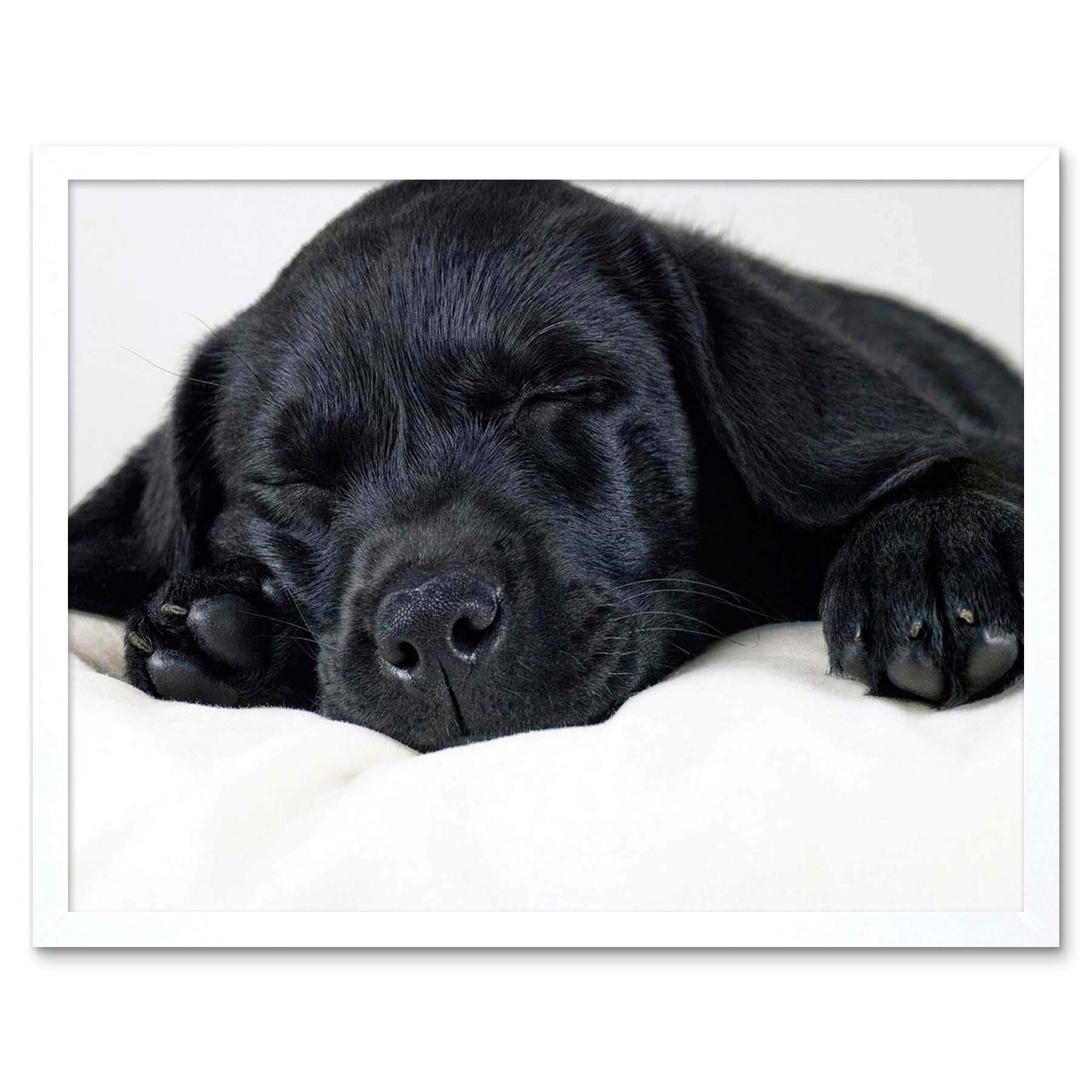 Wee Blue Coo Labrador Retriever Black Puppy Art Print Framed Poster Wall Decor 12X16 Inch