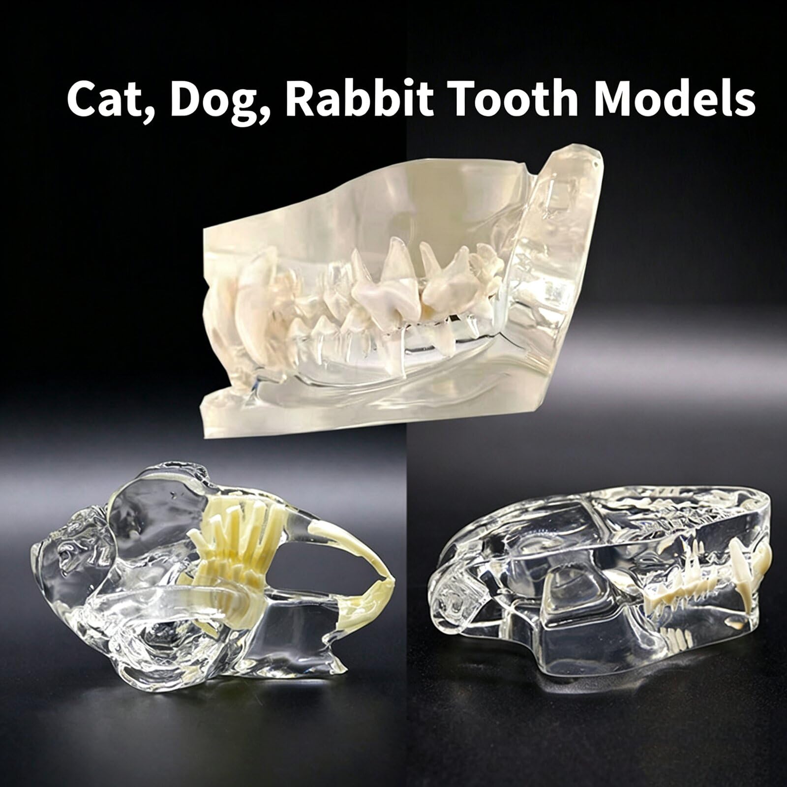 Modelo anatómico transparente para perro, gato, conejo, dientes, calavera, modelo anatómico, fisiología, educación, veterinaria, oficina, enseñanza, decoración