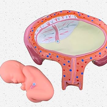 解剖学1・2・3 Amazon.co.jp: 胎児発育モデル 解剖学的ヒト胎児発育モデル 1/2