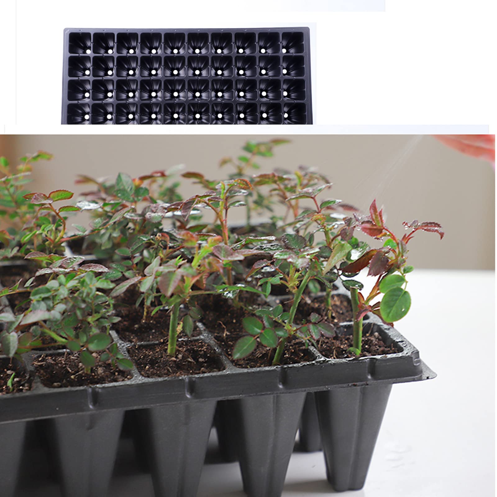 5 Pièces 50 Cellules Plateaux de Semences Bac à Semis Mini Serre pour Semis Plateau de Germination Plateaux Graines Culture pour Jardin Légume Fruit Fleurs