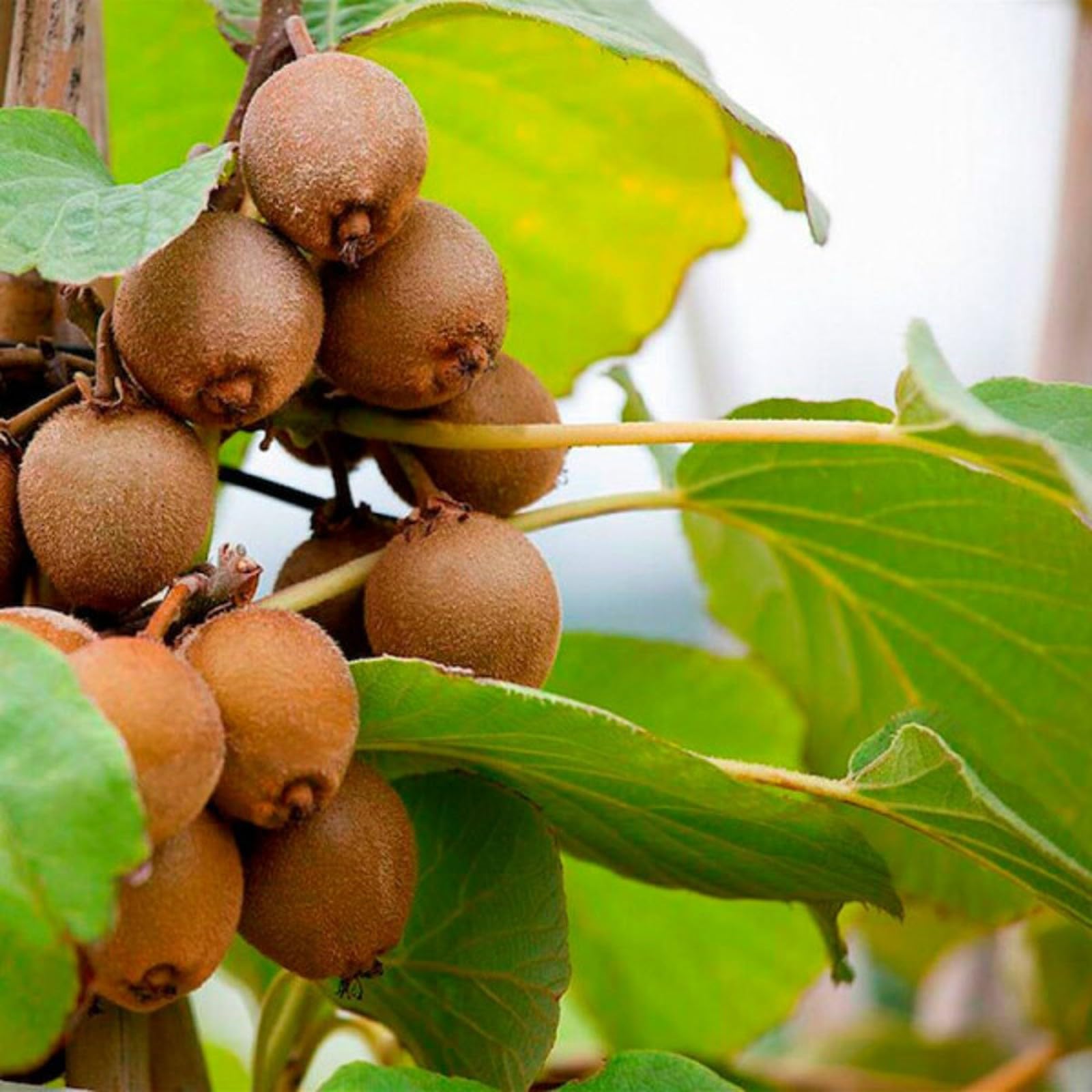 Carbeth Plants - Fruit Plants - Grow Your Own Fruit Garden - Kiwi Plant in 9cm Pot
