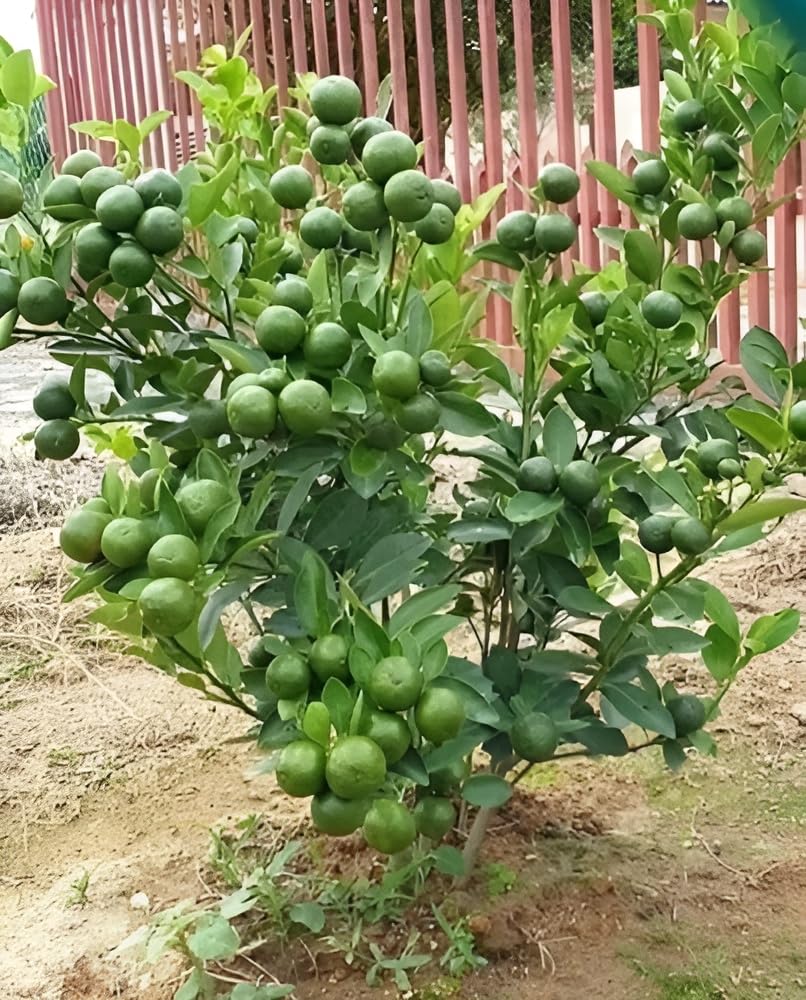 All Time Vietnam Malta Mosambi Lebu Grafted Live Plant Original