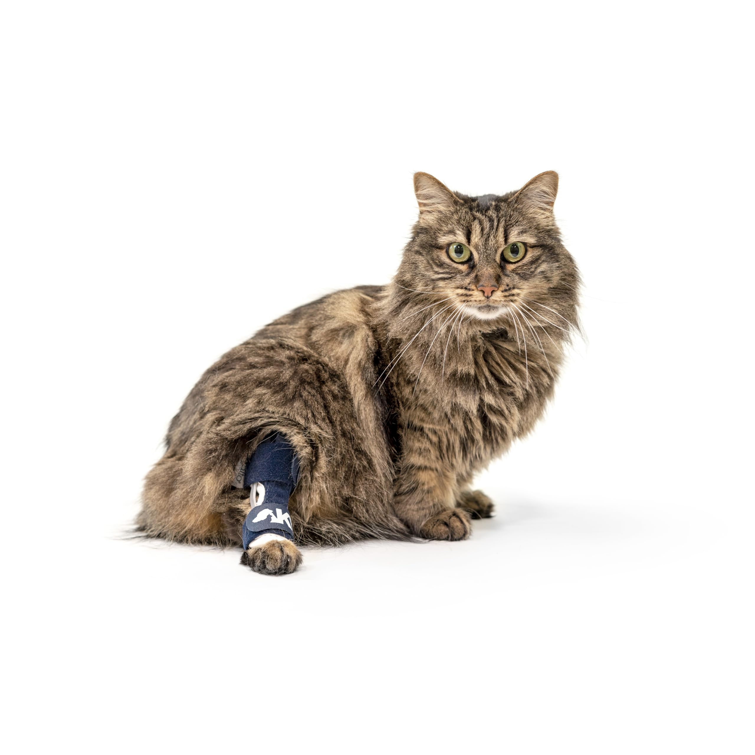 Balto Corvejón felino – Tobillera para gato – Soporte con férulas de aluminio – Pre/Post cirugía ayuda a apoyar la artritis y articulaciones inestables – Soporte de pierna trasera (extra pequeño)
