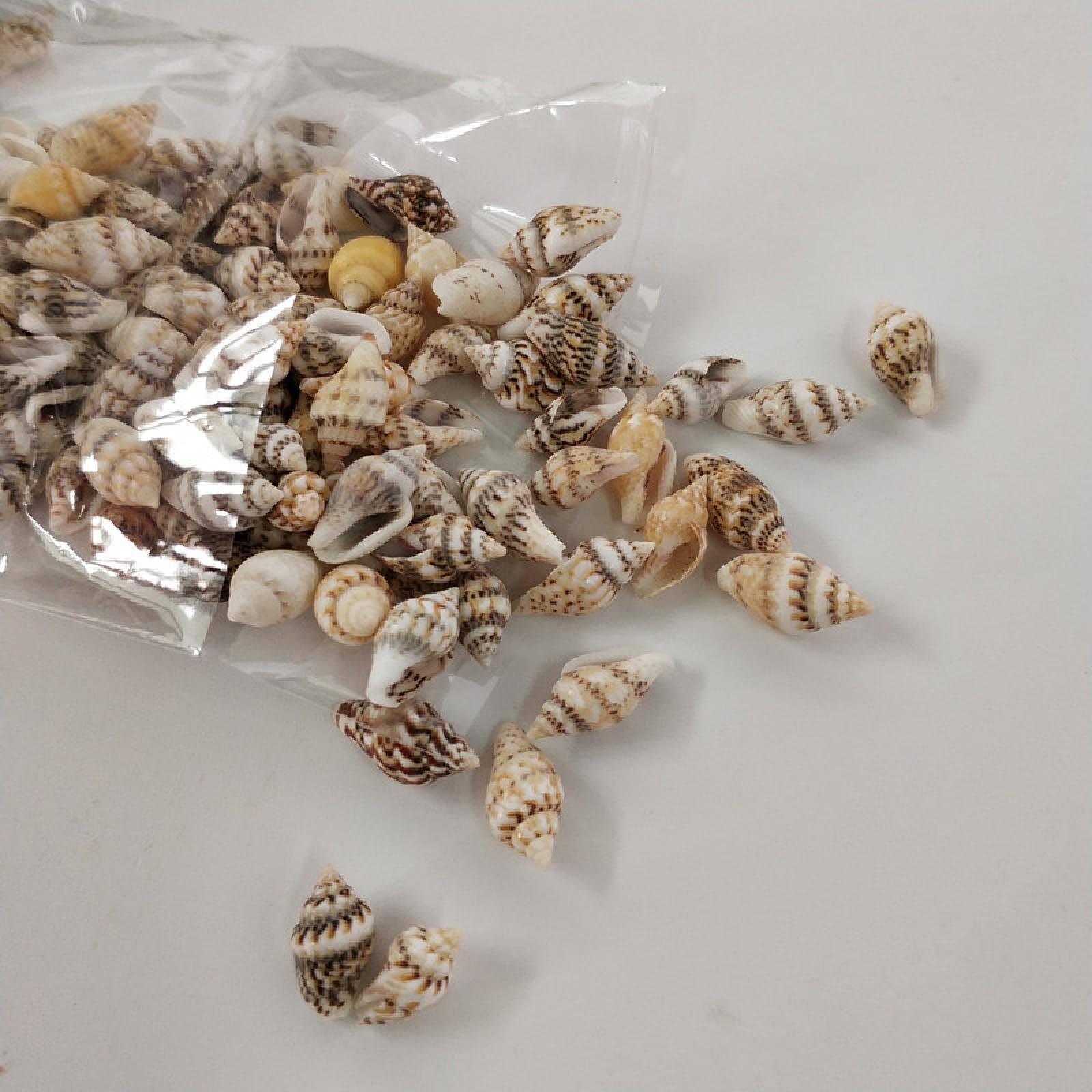 Coquillages de mer et coquilles de conque naturelles pour décoration d'aquarium et beach art, x100