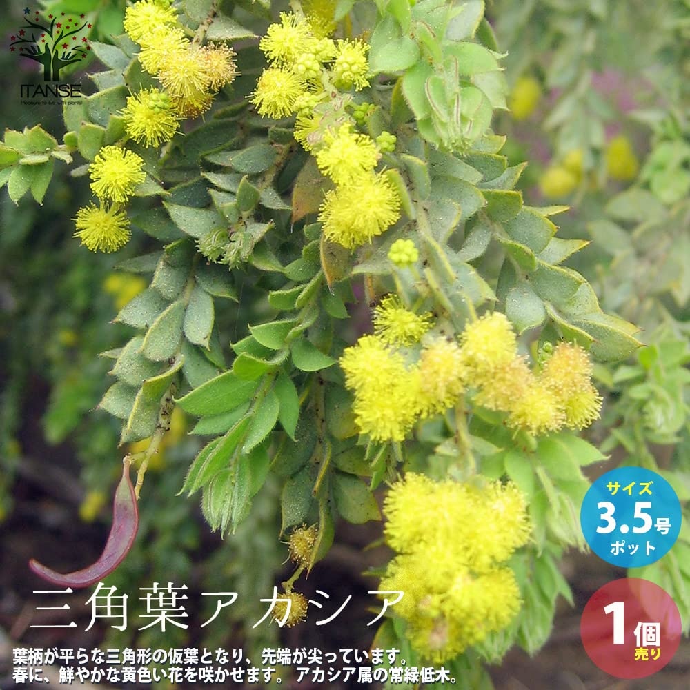 希少品種アカシア苗木花芽たくさん 匿名宅急便 Amazon.co.jp: ITANSE 三角葉アカシア (カルトリフォラミス) 3