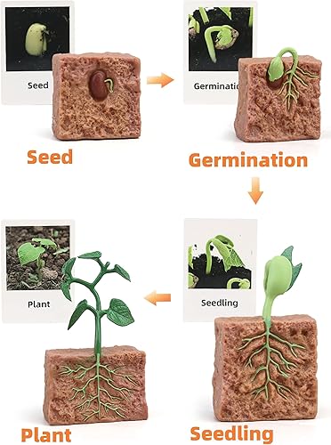 Miniatura 4 de MIKNEKE Montessori Life Cycle Animal Figures with Flash Cards, Realistic Animal Figurines Toy, Educational Matching Game for 3+ Year Old Toddlers