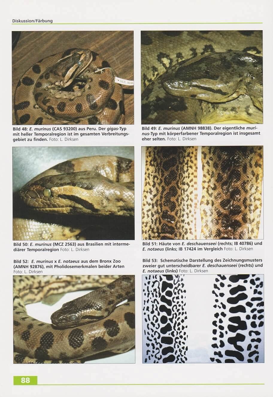 Anakondas: Monographische Revision der Gattung Eunectes Wagler, 1830 (Serpentes, Boidae) (Wissenschaft)
