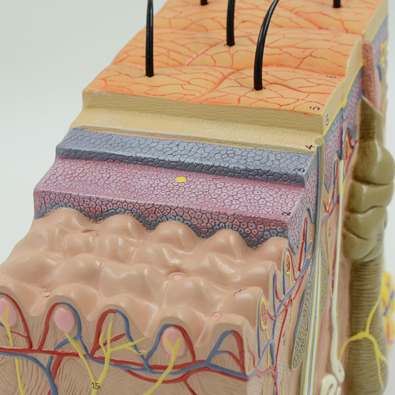 BYERZ 50:1 Menschliche Haut Und Haarstruktur Vergrößerungsmodell Hautschichtstrukturmodell Hautstruktur Anatomie Querschnittsmodell