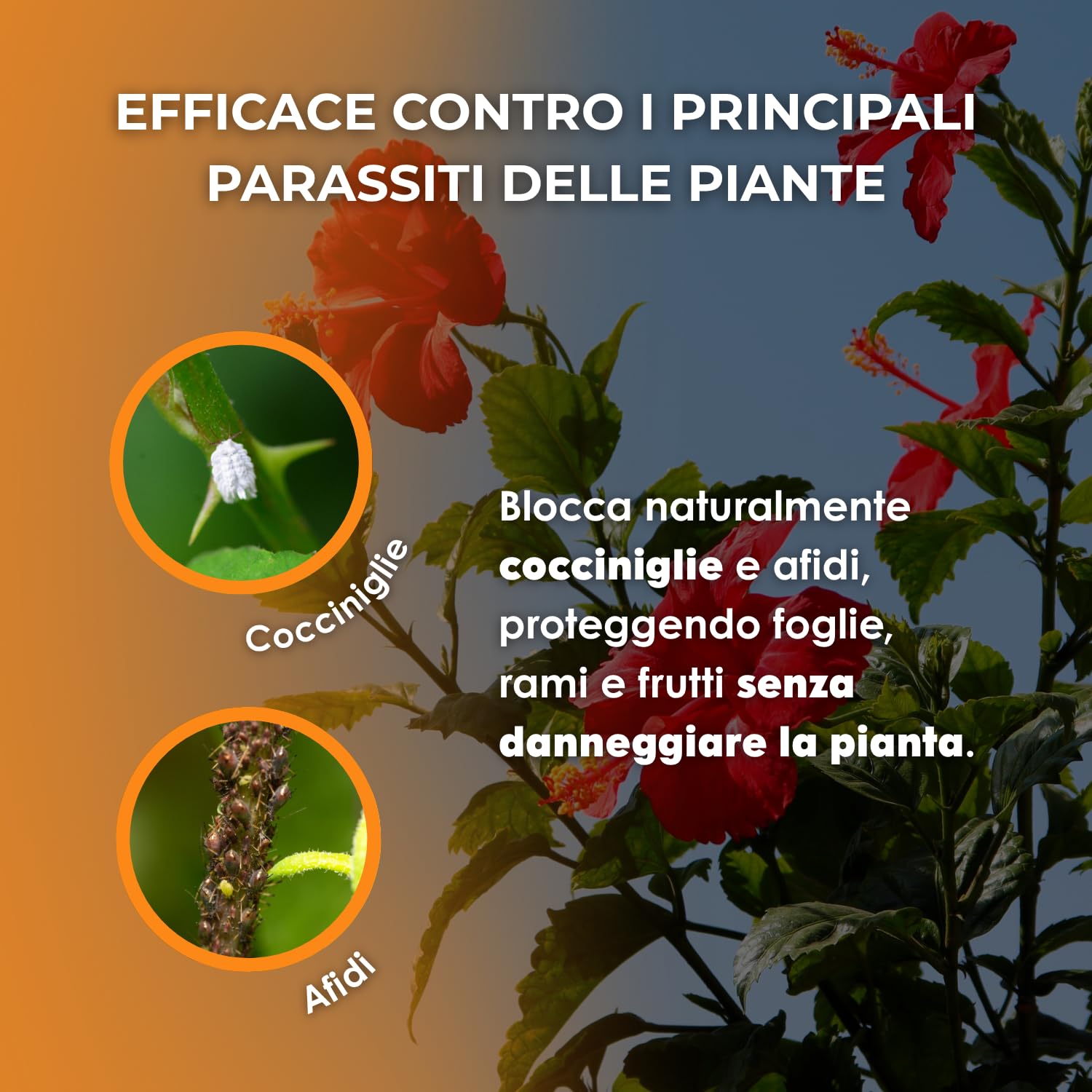 VEGETOL® olio bianco vegetale per insetti parassiti (afidi-cocciniglie) corroborante liquido COLTIVAZIONE BIOLOGICA DI ALTA QUALITÀ (1 Kg)