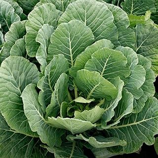 TomorrowSeeds - Georgia Southern Collard Greens Seeds - 1000+ Count - For 2025 Planting USA Garden Southern Vegetable Collards Green Kale Spinach Cabbage Non-GMO Heirloom Grow Your Own Home Farm Patio