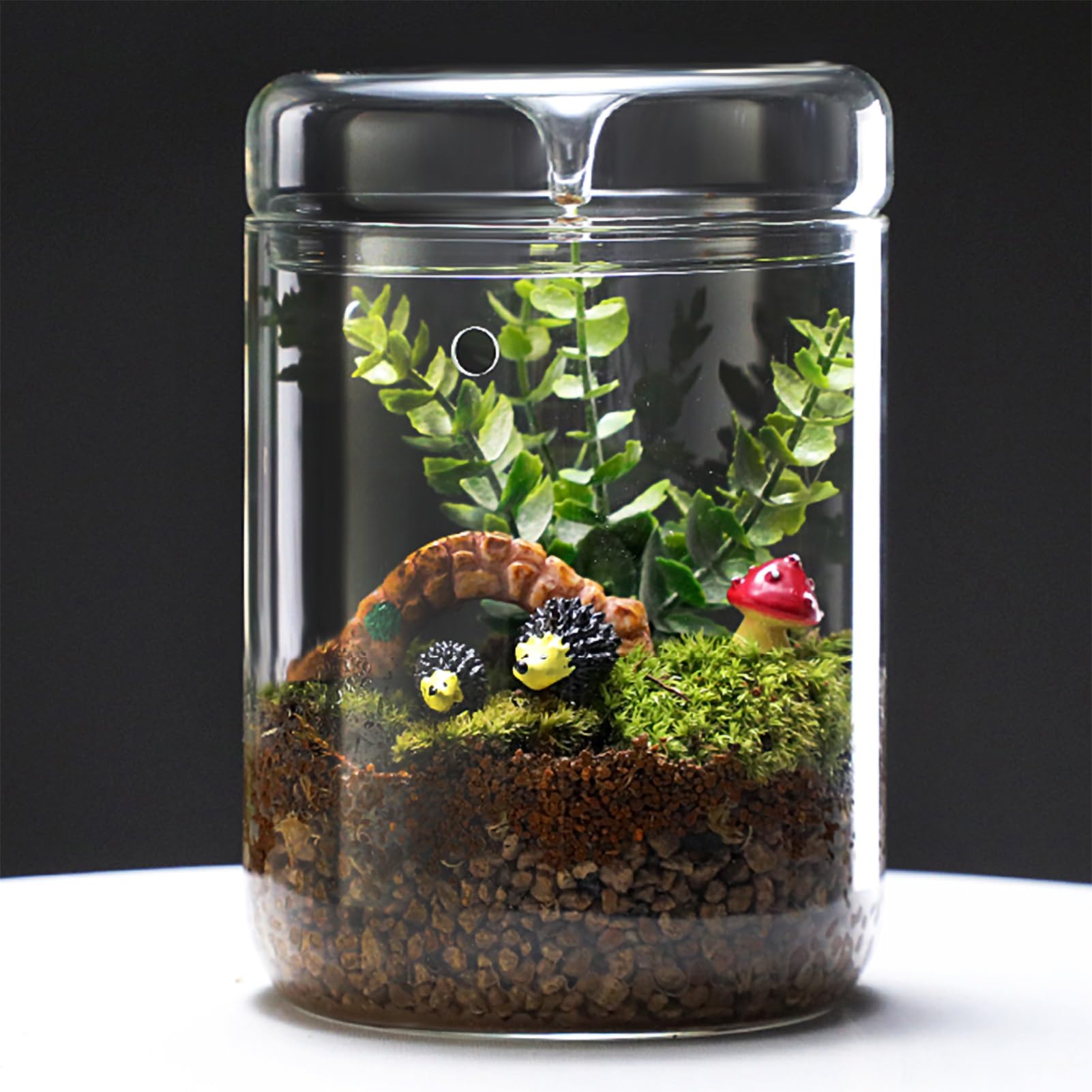 Kisangel Glas-Terrarium 12x12x12cm - Für Sukkulenten, Kakteen & Deko