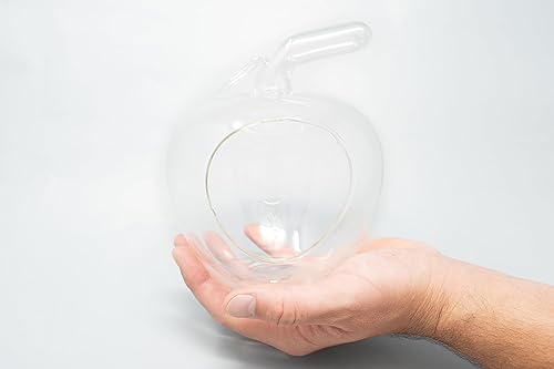 Miniatura 3 de Air Plant Shop Terrario de manzana con kit de guijarros y plantas de aire Tillandsia - Venta al por mayor y a granel - Suculentas - Tillandsia vivo