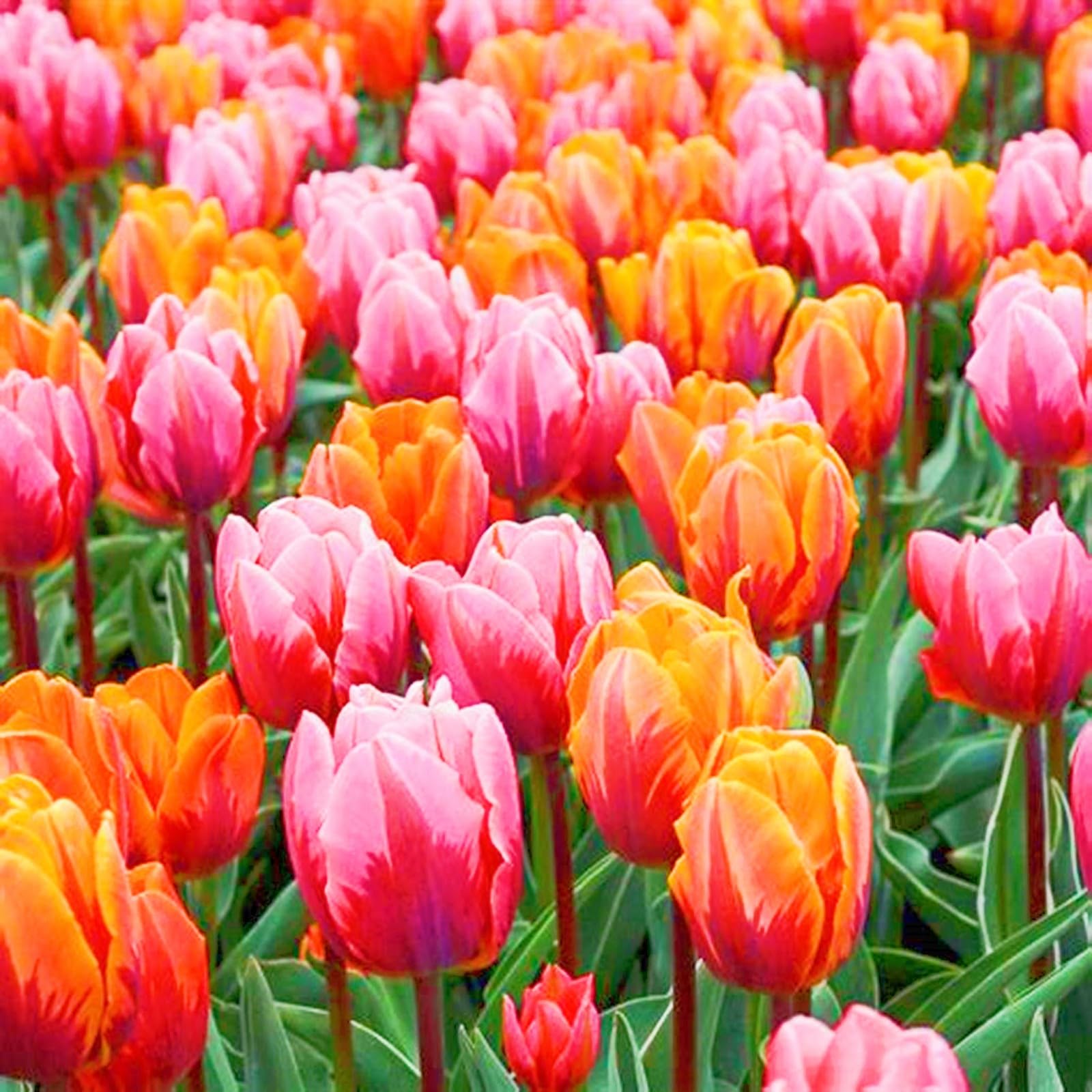 Surprise Gift Tulip Bulbs UK Tulip Bulbs Garden Flowers/Hardy Perennial/Wedding Flowers-15bulbs-b
