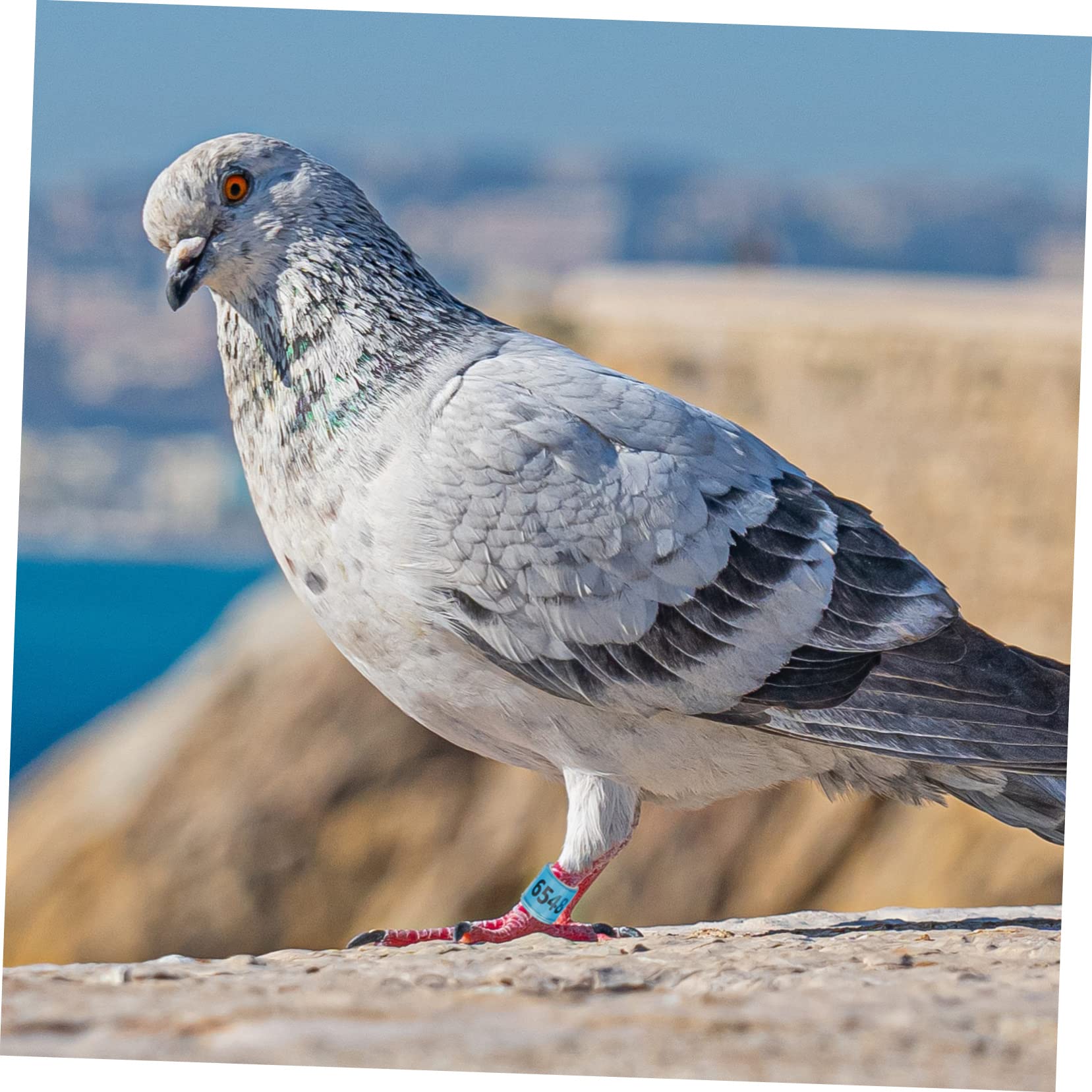 minkissy 300piezas Anillas De Identificación para De Anillas De Coloridas para Aves De Usar y Almacenar para Entrenamiento y Gestión De Aves Domésticas
